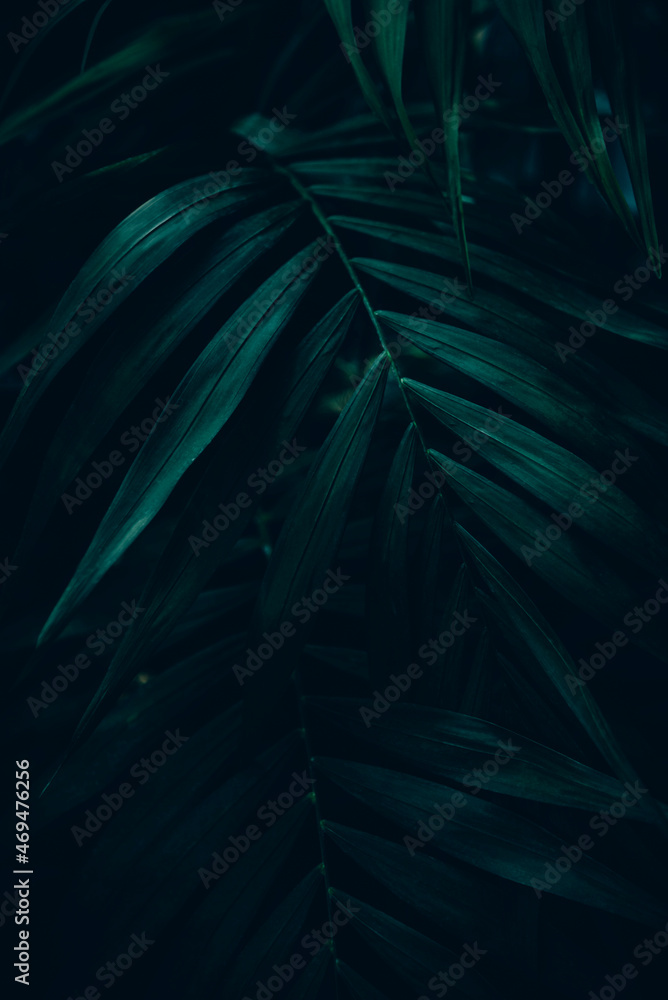 Nền lá xanh đậm. Thẩm mỹ tối giản và nhiệt đới: Trở nên độc đáo và bắt mắt hơn với nền lá xanh đậm thẩm mỹ và nhiệt đới. Với sự kết hợp tinh tế giữa màu sắc, hình dạng và ánh sáng, bạn sẽ có được không gian sinh động, tràn đầy năng lượng và rất ấm áp.