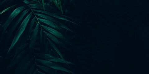 Dark green leaves background. Minimal neutral aesthetic. Tropical plant art texture. Botanical tropic garden creative layout banner.