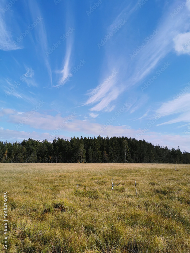 Obraz premium View of the swamp, where tall grass and trees grow against the background of the sky with beautiful clouds.