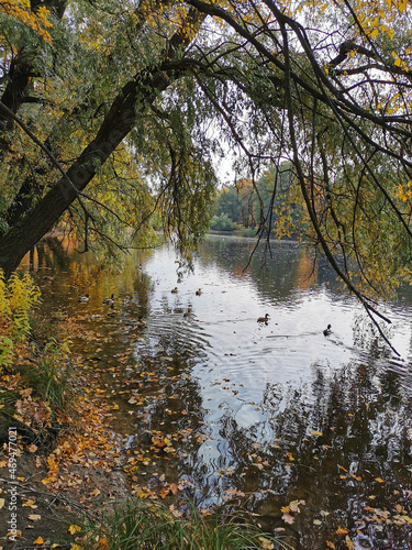 Ducks swim in a pond among fallen leaves under willow branches..