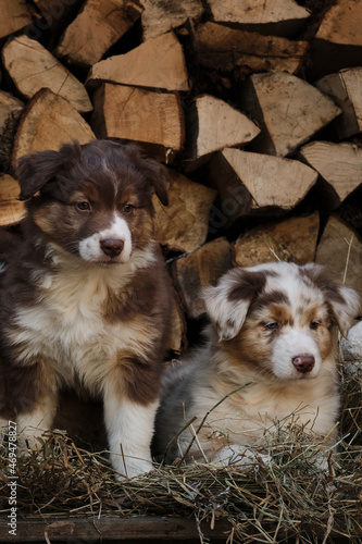 Litter of Australian Shepherd puppies. To raise dogs in village in fresh air. Hay and logs in background. Two Aussie puppies red Merle and tricolor are best friends and littermates.
