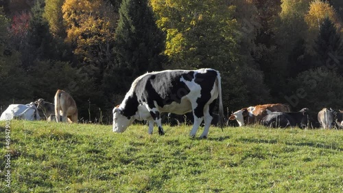 zoom out on large adult black and white cow while grazing in the mountains landscape