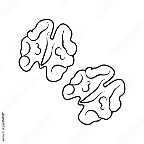 Walnut, silhouette, badge. Vector linear illustration isolated on a white background for website design of products, applications, printing