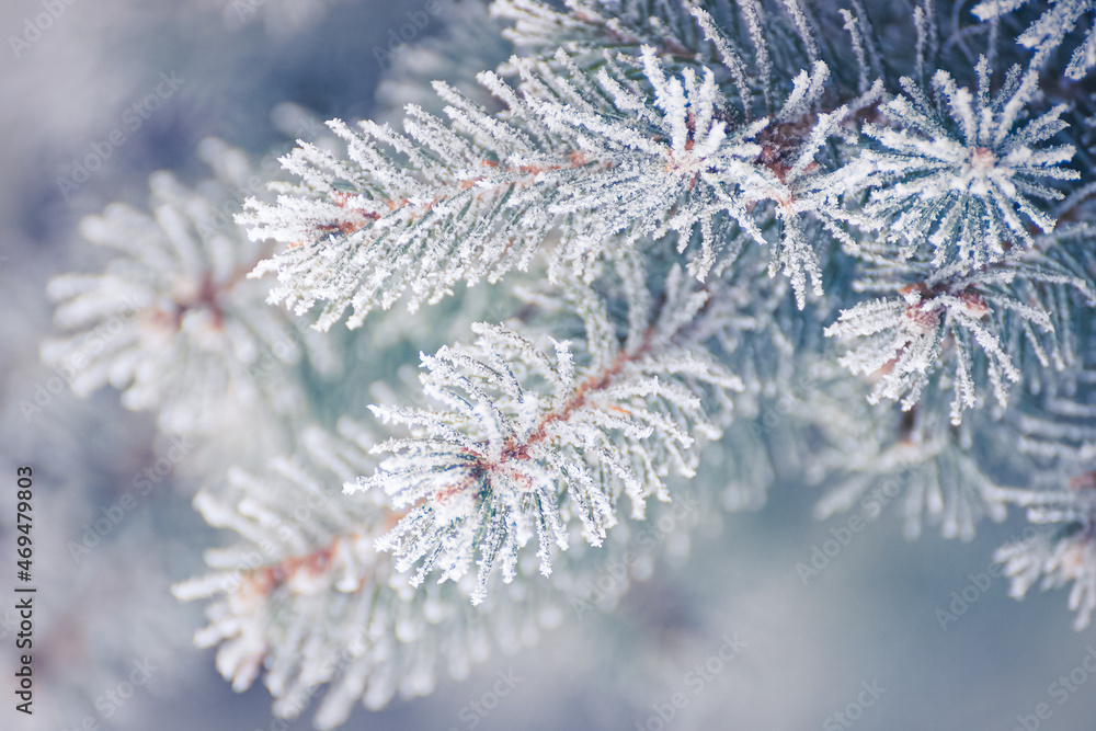 Fir-tree Branch Covered with Frost. Christmas Card with Winter Background. Fir-tree Branch Covered with Frost. Christmas Card with Winter Background.