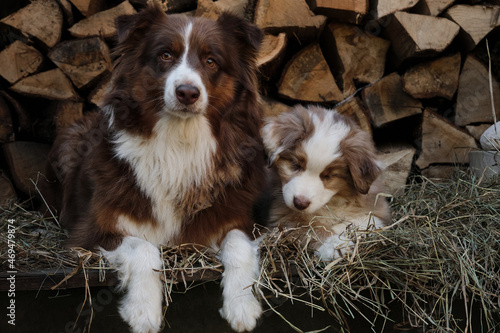 Litter of Australian Shepherd puppies. To raise dogs in village in fresh air. Hay and logs in background. One aussie red merle puppy is lying next to mother red tricolor.