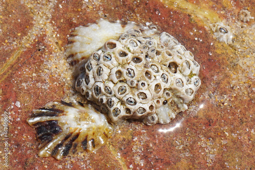 Common limpet shell in the sand
 photo