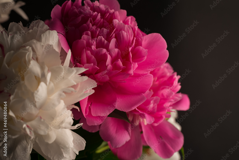 Beautiful bouquet of pink and white Peonies against a black background. Floral spring seasonal wallpaper. Macro photography softfocused peony.