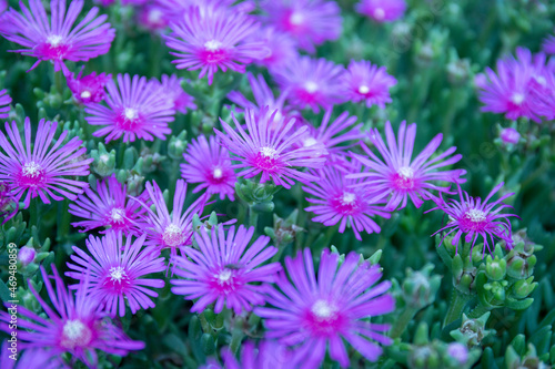 Purple midday flower also known as Delosperma