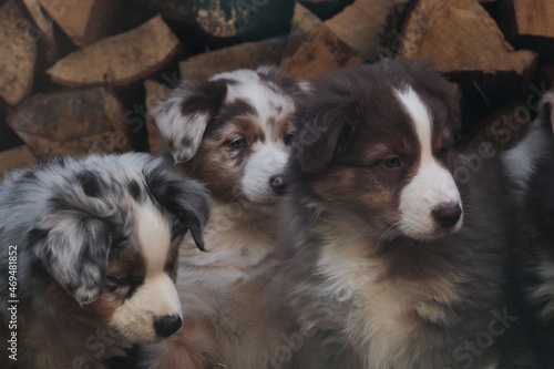 Litter of Australian Shepherd puppies. To raise dogs in village in fresh air. Logs in background. Three aussie puppies red and blue merle and tricolor.