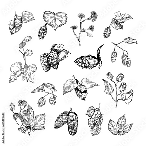 Collection of monochrome illustrations of hops in sketch style. Hand drawings in art ink style. Black and white graphics.