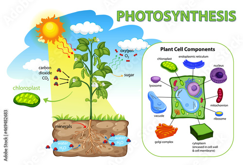 Diagram showing process of photosynthesis in plant