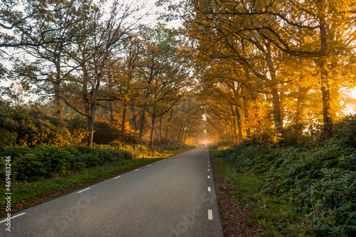 Trees in autumn colors along the road with sunny grazing light through the trees, near the village of Olst, province of Overijssel, Netherlands