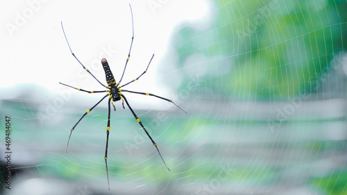 Close up macro shot of a Asia garden spider  sitting in a spider web