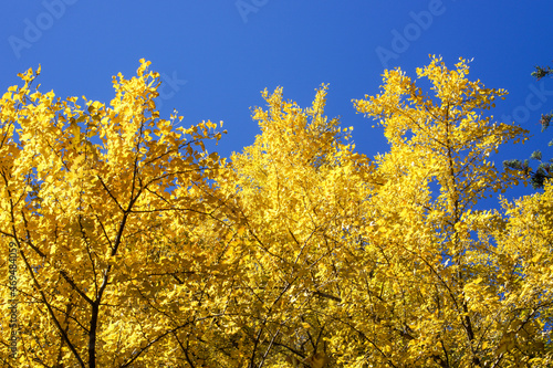 秋の黄色いイチョウ