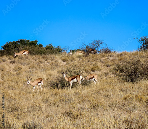 impala antelopes