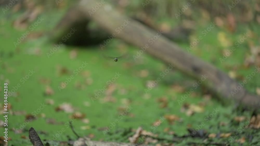 The southern hawker or blue hawker (Aeshna cyanea) captured in slow motion, patrolling in the air. A green pond is visible in the background. The southern hawker or blue hawker (Aeshna cyanea) captured in slow motion, patrolling in the air. A green pond is visible in the background.