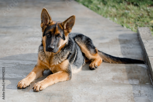 Beautiful cute German Shepherd was lying on the path near the house © Кирилл Горшков