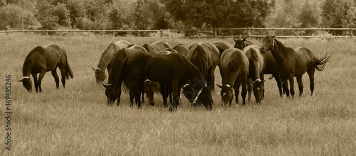 Fototapeta Naklejka Na Ścianę i Meble -  stallions on he pasture,hengste auf der weide