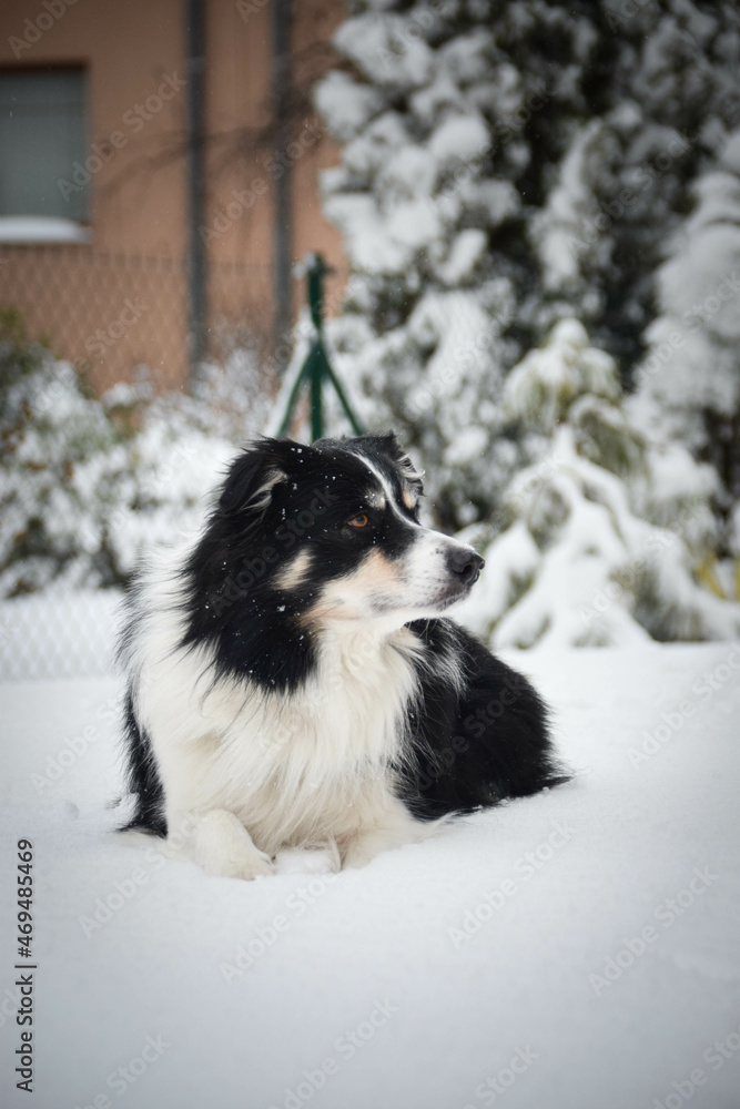 Tricolor border collie is lying on the field in the snow. He is so fluffy dog.