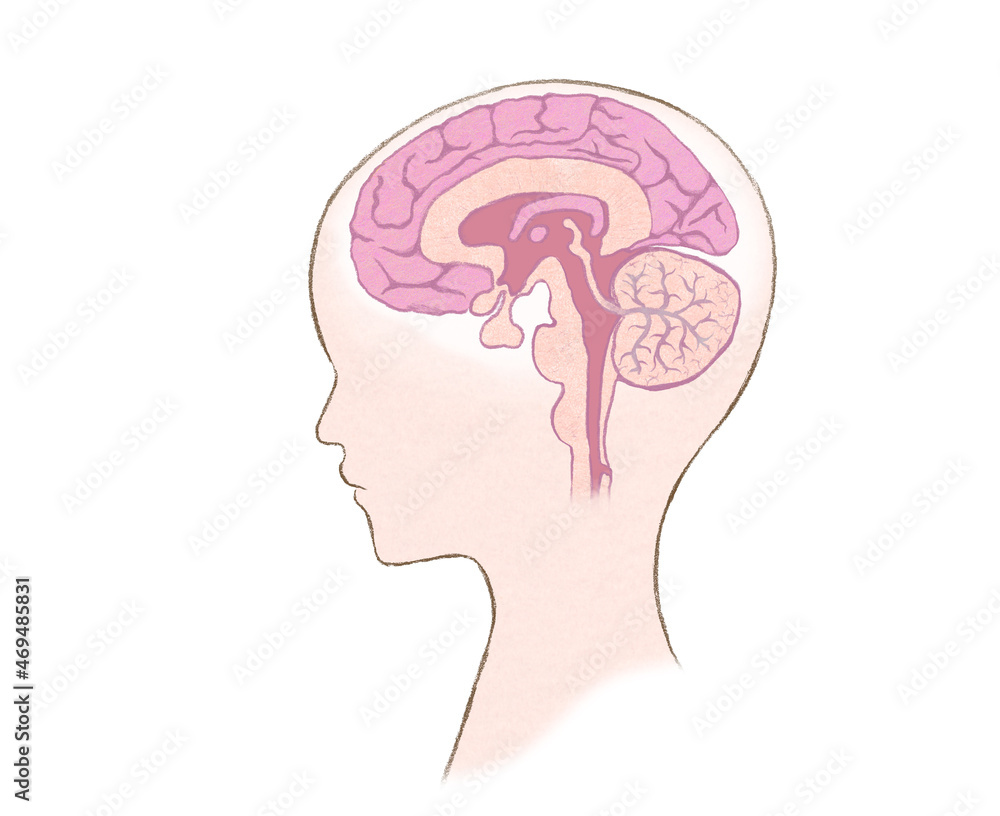 人の頭部と脳の断面図 文字なし 人の頭部と脳の断面図 文字なし