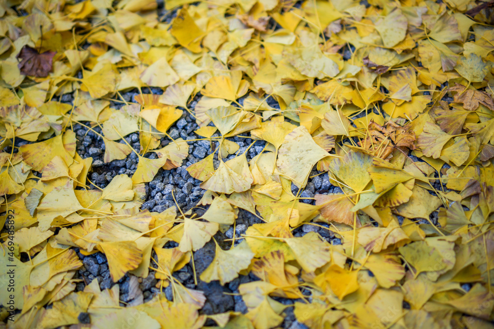 Obraz premium 秋の黄色いイチョウ