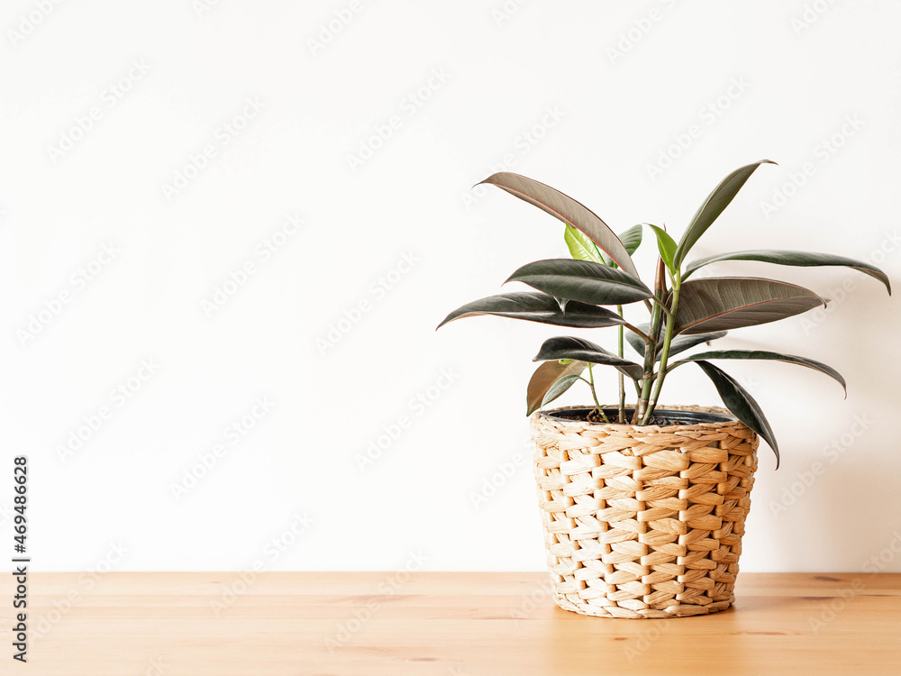 Ficus houseplant in wicker pot on wood table Ficus houseplant in wicker pot on wood table