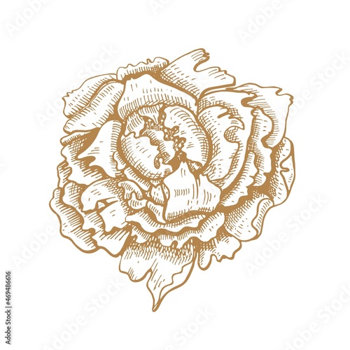Peony flower. Opened flower. Vector illustration. Sketch graphics.