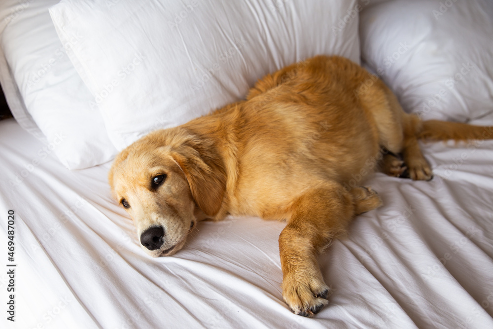 Golden retriever bed online
