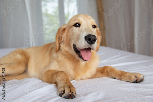 Fototapeta Naklejka Na Ścianę i Meble -  Golden retriever pure breed puppy dog on bed in house or hotel.