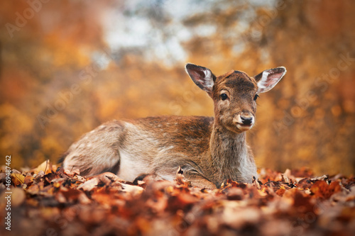 Young fawn european fallow deer lying down in autumn forest Fototapeta