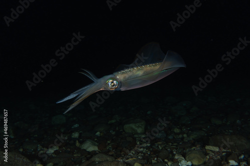 Squid in the Red Sea Colorful and beautiful, Eilat Israel  © yeshaya