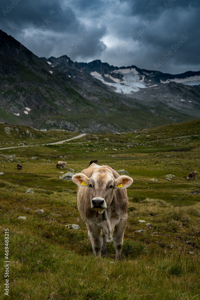 portrait of a young cow in the swiss alps in Val Maighels, Surselva