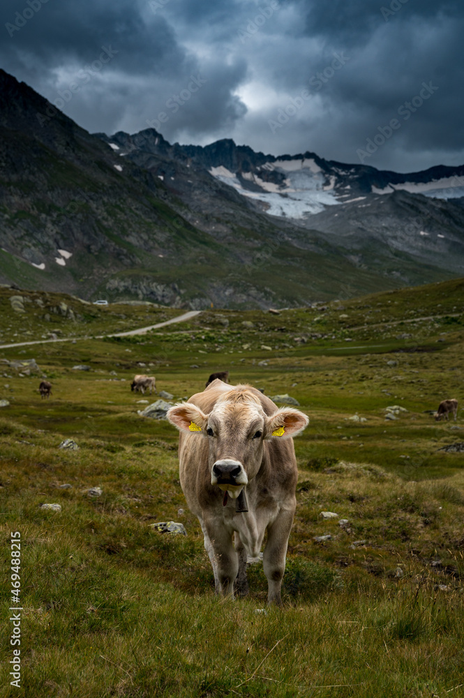 portrait of a young cow in the swiss alps in Val Maighels, Surselva portrait of a young cow in the swiss alps in Val Maighels, Surselva