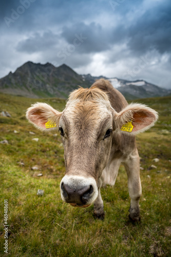portrait of a young cow in the swiss alps in Val Maighels, Surselva © schame87
