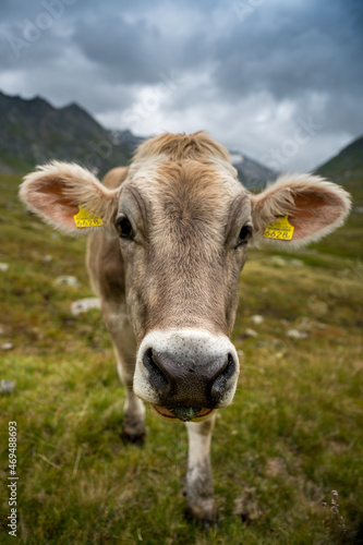 close-up of a brown young cow in the swiss alps in Val Maighels, Surselva