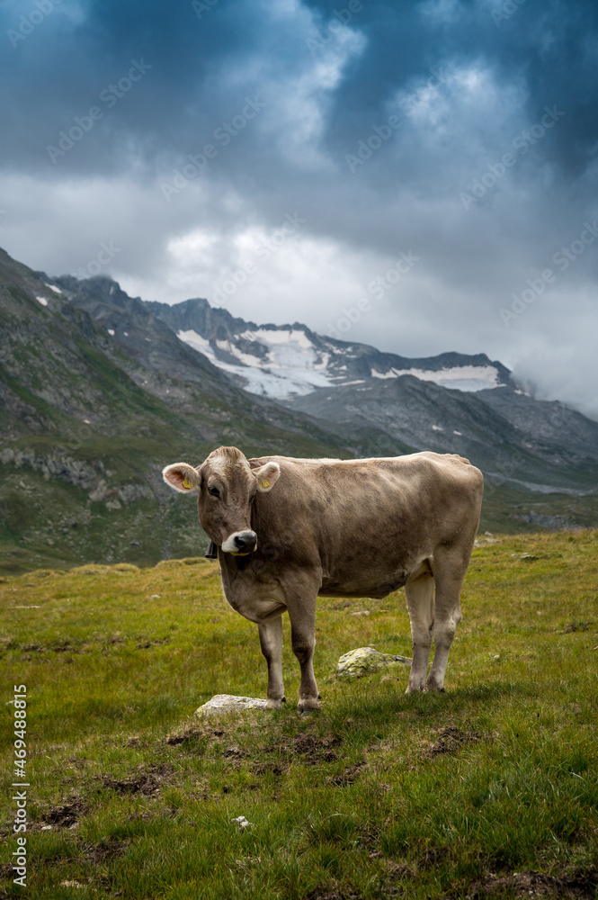 Fototapeta premium portrait of a young cow in the swiss alps in Val Maighels, Surselva