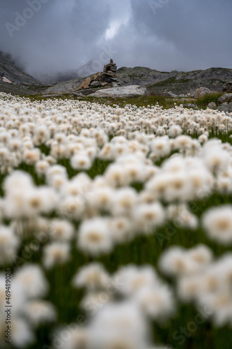 meadow full of white cottongrass (Eriophorum scheuchzeri) in Val Maighels photo