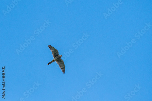 Common kestrel (Falco tinnunculus) in Val Piora