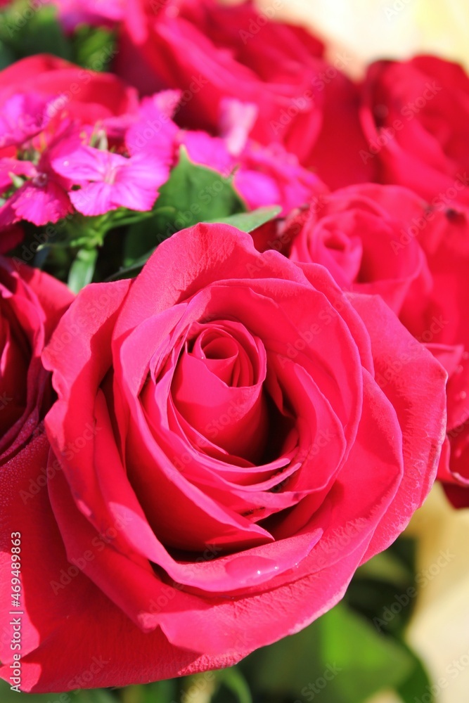 close up of red roses close up of red roses