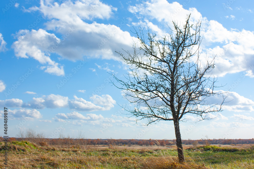 A lonely tree with fallen leaves grows in a meadow. Autumn landscape on a bright sunny day under a blue sky.
A lonely tree with fallen leaves grows in a meadow. Autumn landscape on a bright sunny day under a blue sky.
