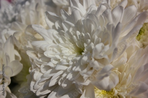 white chrysanthemum flower © Lina
