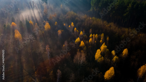 Aerial view on autumn forest in morning light during sunrise. Forest in the autumn morning mist