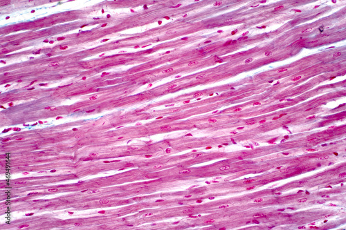 Histology of human cardiac muscle under light microscope view for education.