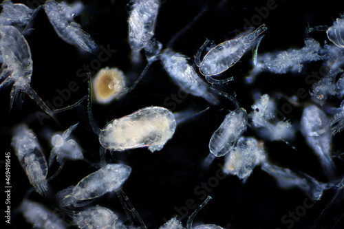 Copepod (Zooplankton) are a group of small crustaceans found in marine and freshwater habitat. photo