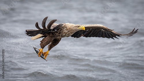 Schilderij op canvas white tailed sea eagle