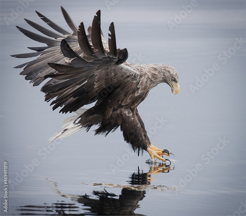 Sea eagle fishing