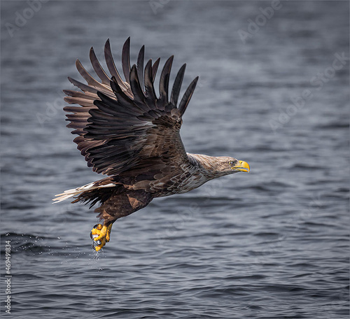 White tailed sea eagle