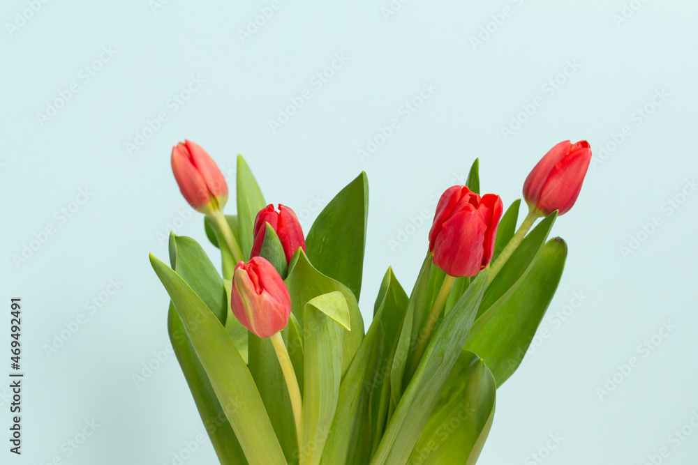Tulips flowers. red tulips on a blue background. Spring flowers background. Floral card. Blank postcard. Copy space. International Women's Day, Mother's Day. Tulips flowers. red tulips on a blue background. Spring flowers background. Floral card. Blank postcard. Copy space. International Women's Day, Mother's Day.
