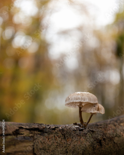 Waldpilze im Herbst © Leonotto