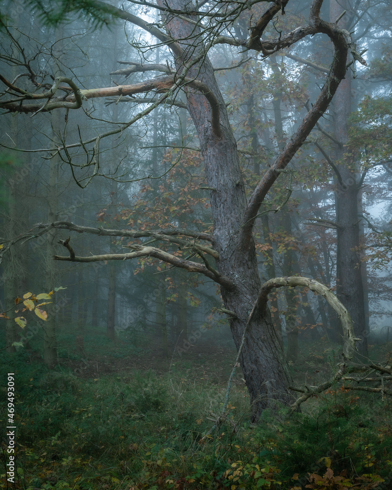 Baum im Düsterwald Baum im Düsterwald